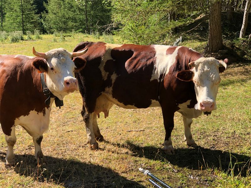 Azienda agricola Jordaney-mucche
